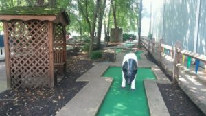 Newark golf pig